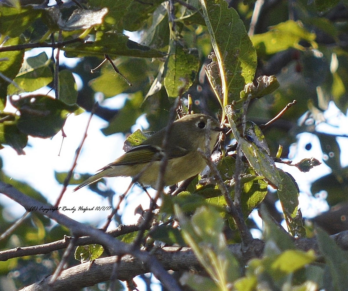 Ruby-crowned Kinglet - Randy Hesford