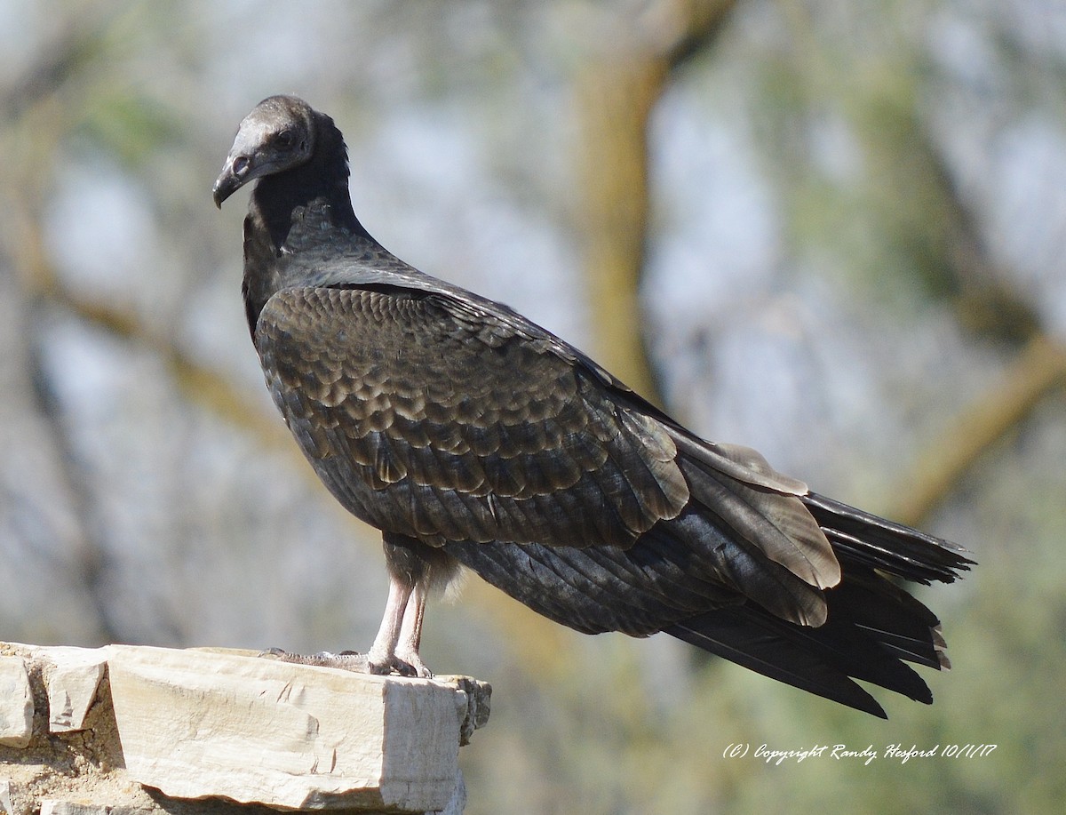 Turkey Vulture - ML131877191