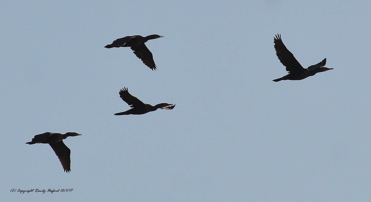 Neotropic Cormorant - ML131877201