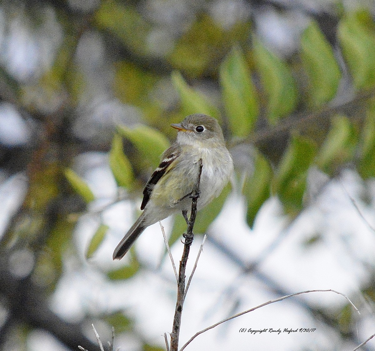 Least Flycatcher - Randy Hesford