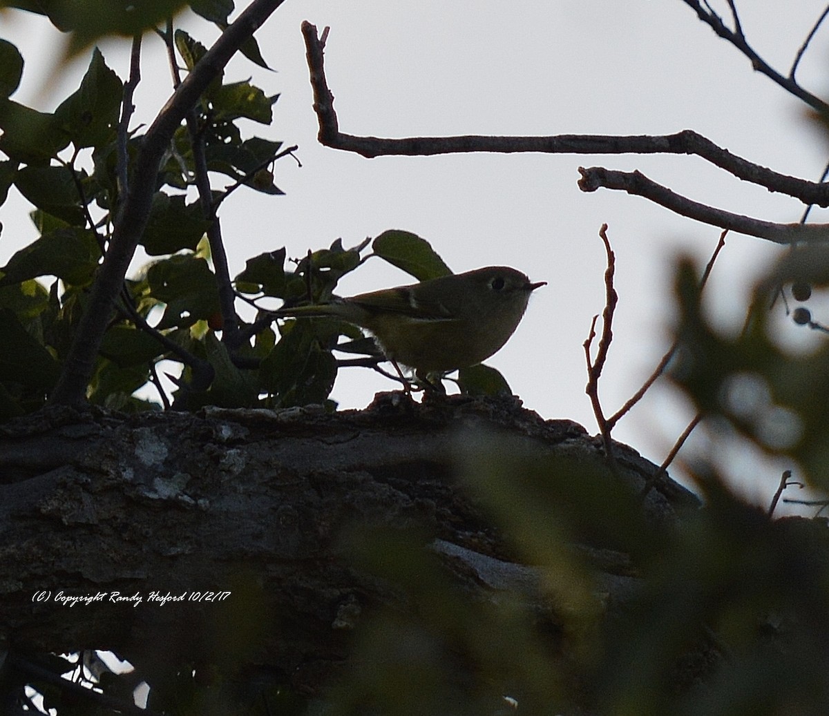 Ruby-crowned Kinglet - Randy Hesford