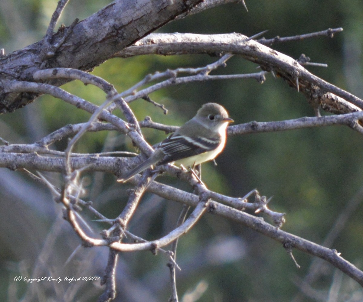 Least Flycatcher - ML131877751