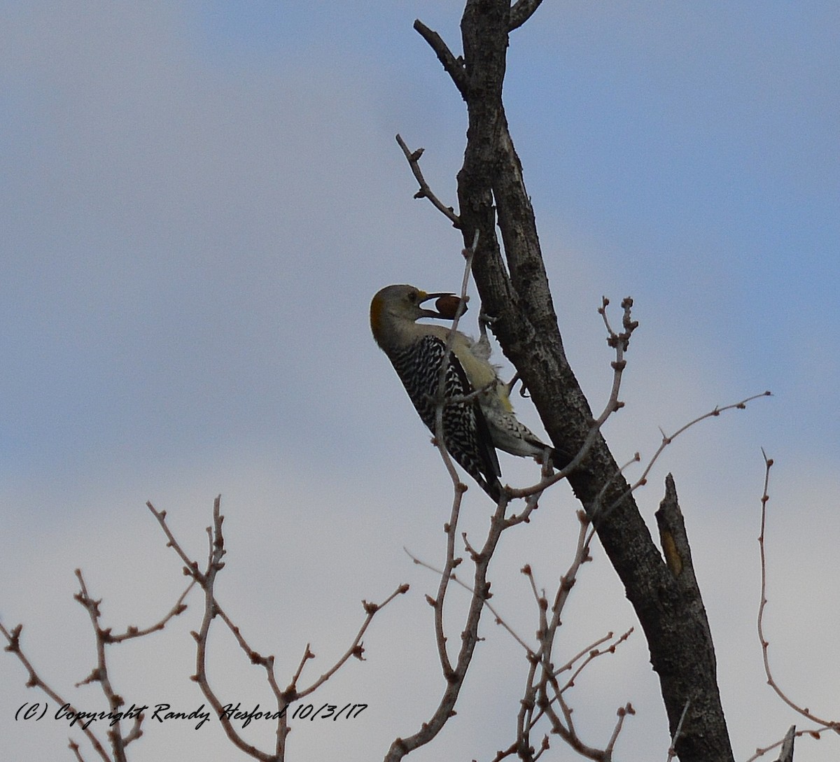 Golden-fronted Woodpecker - Randy Hesford