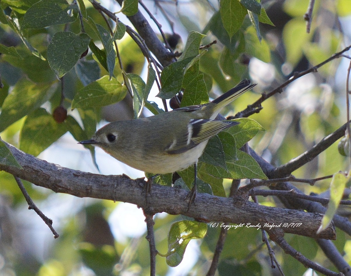 Ruby-crowned Kinglet - Randy Hesford