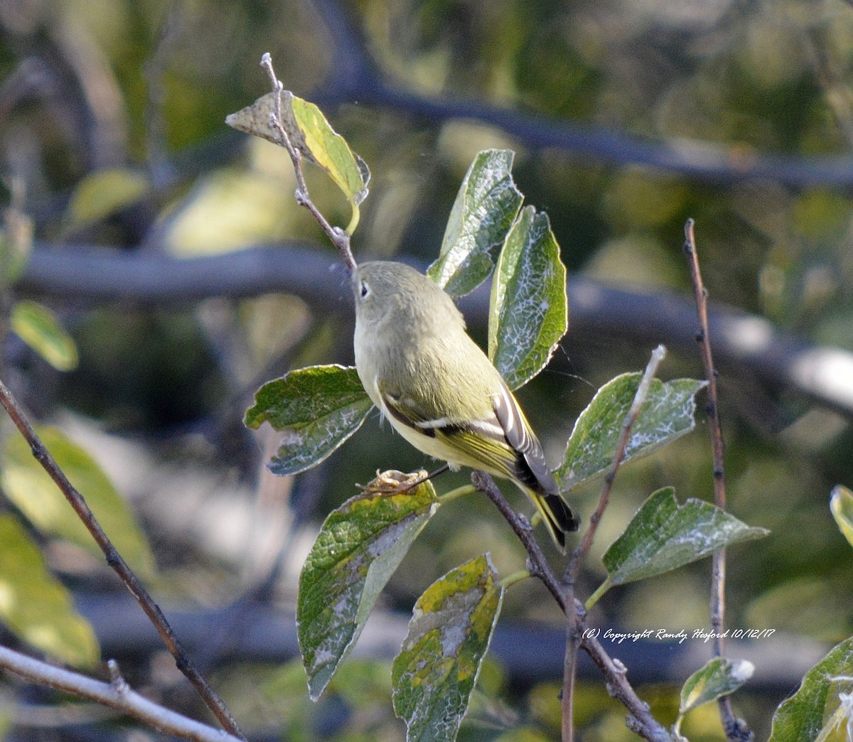 Ruby-crowned Kinglet - Randy Hesford