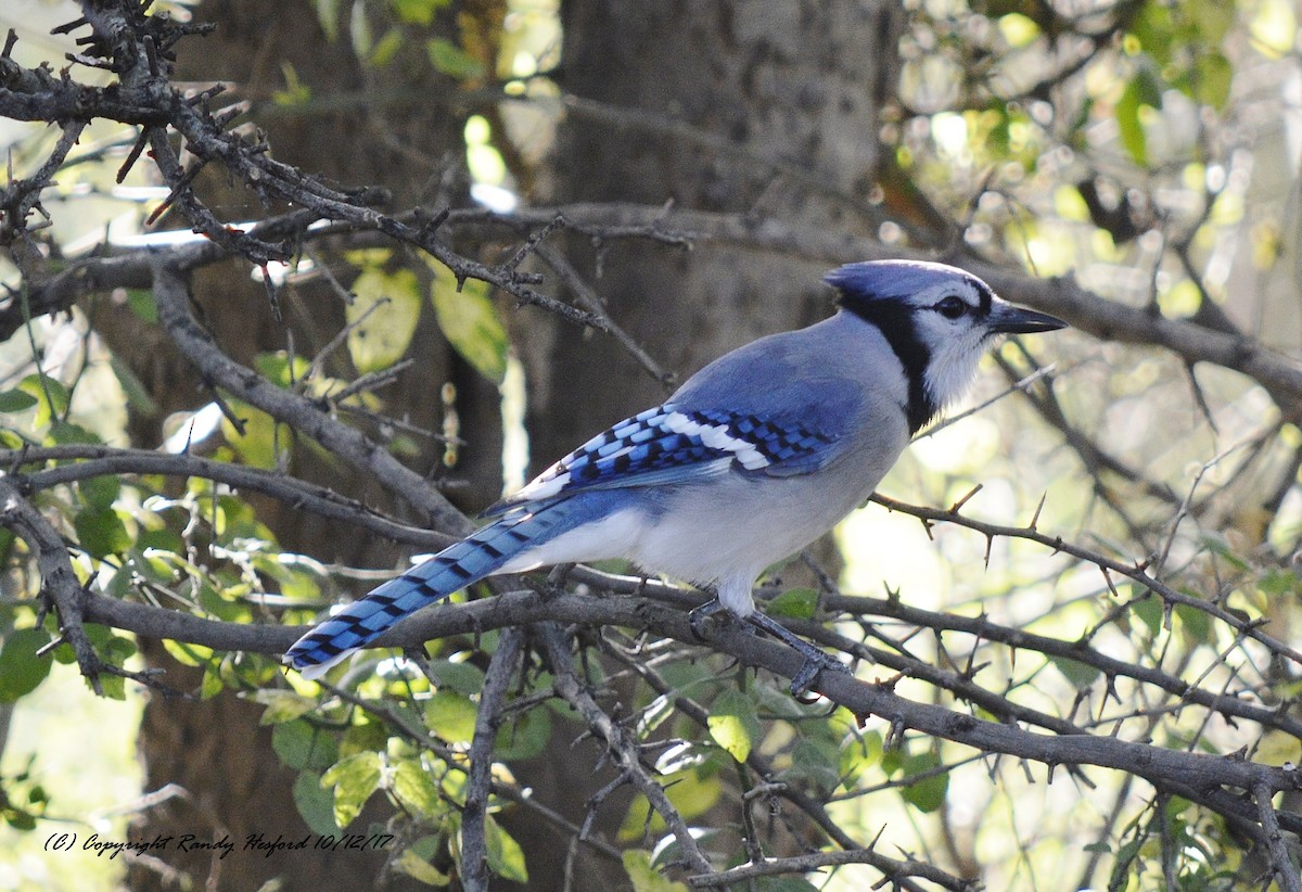 Blue Jay - ML131879311