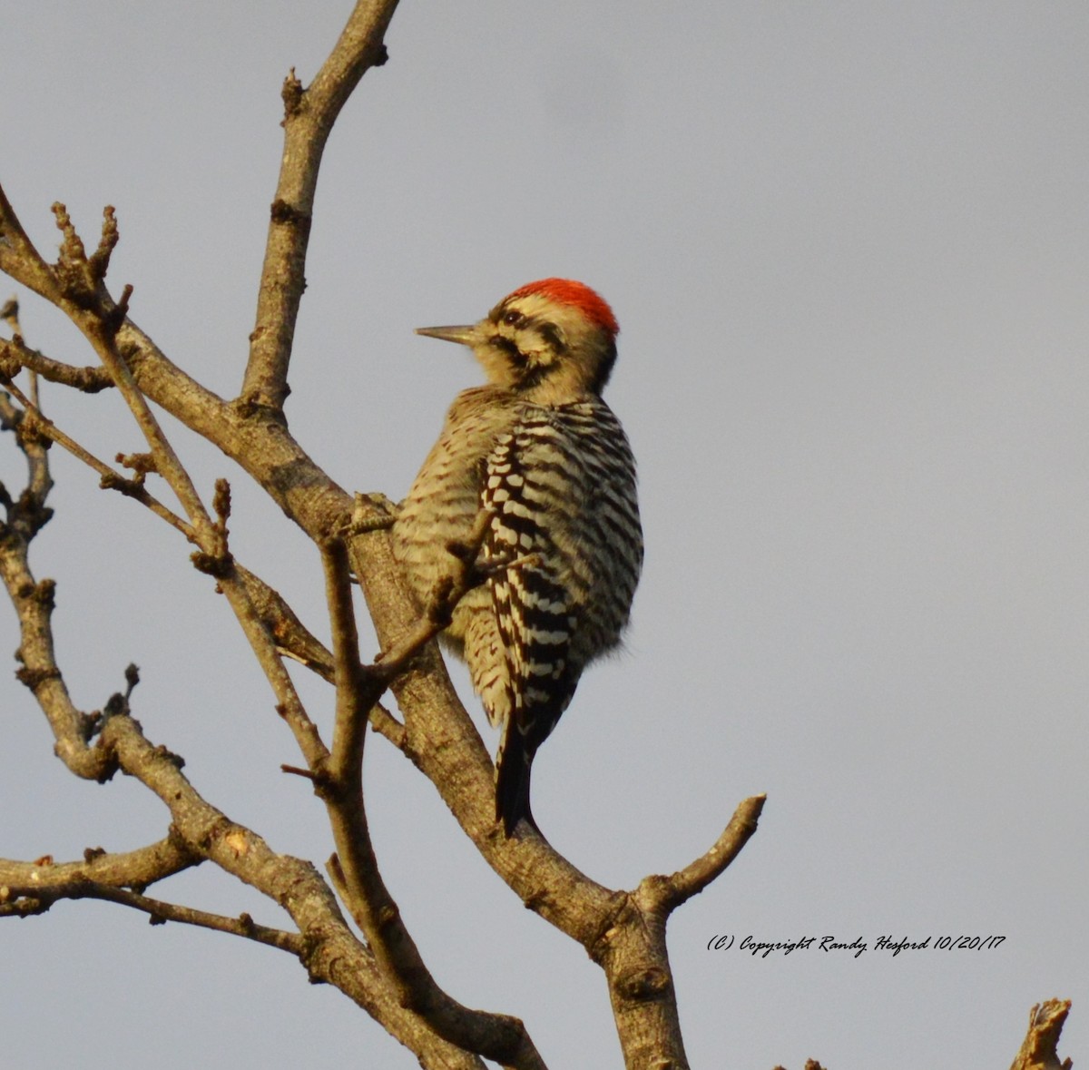Ladder-backed Woodpecker - Randy Hesford