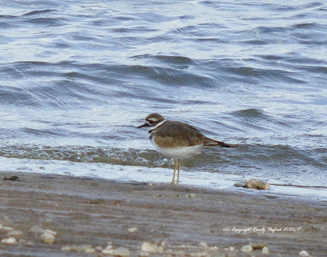 Killdeer - ML131879821