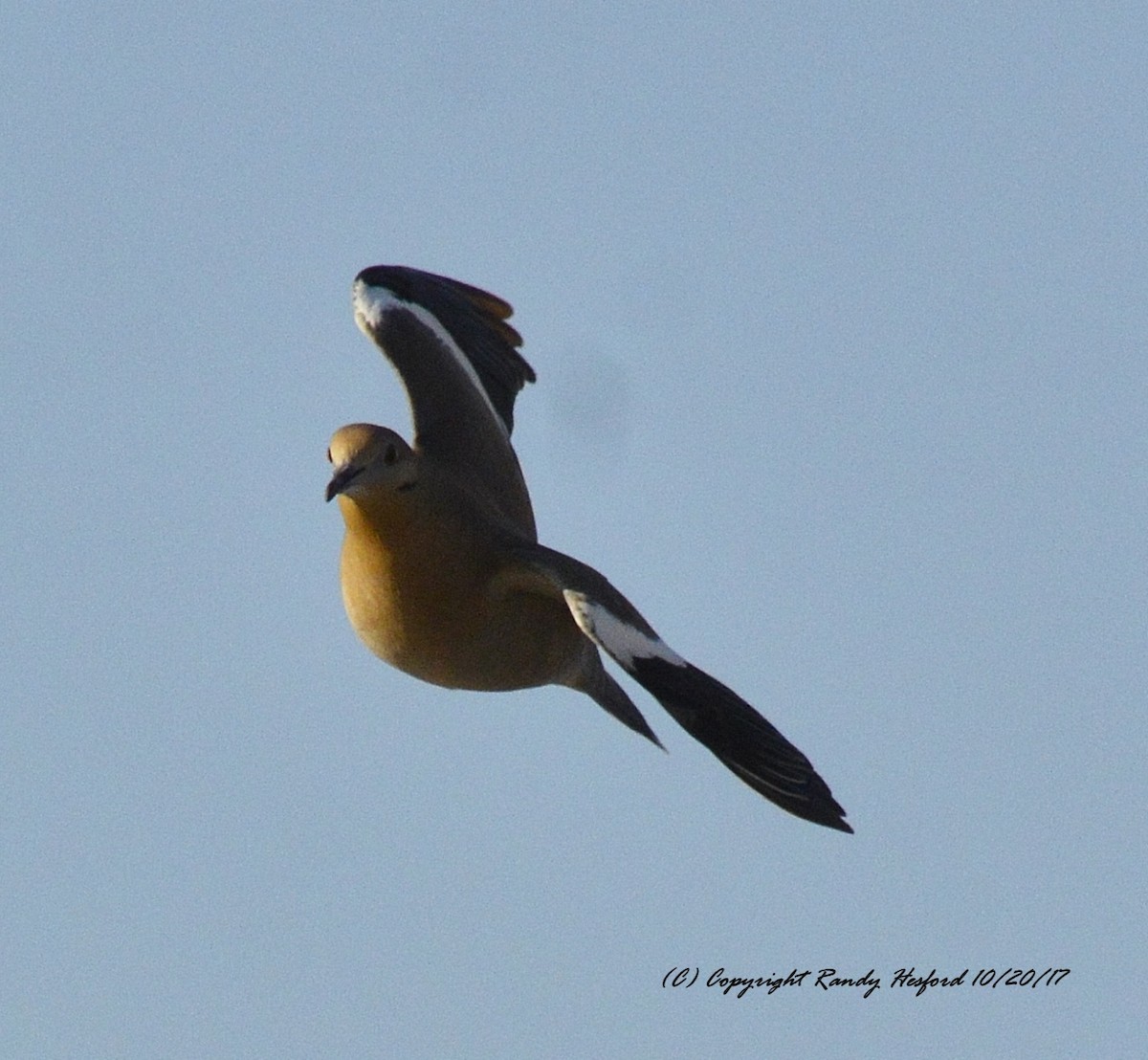 White-winged Dove - ML131879901