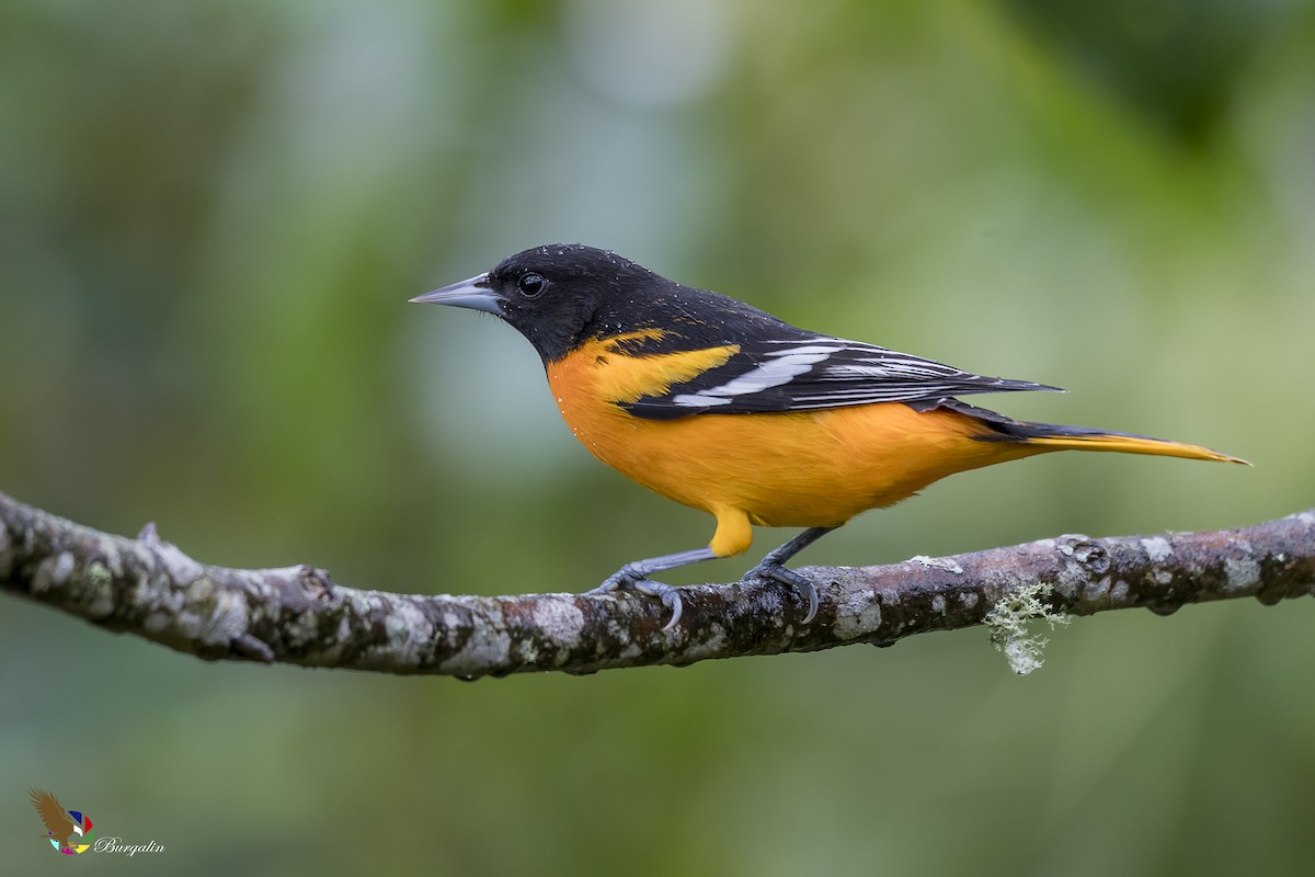 Baltimore Oriole - Fernando Burgalin Sequeria