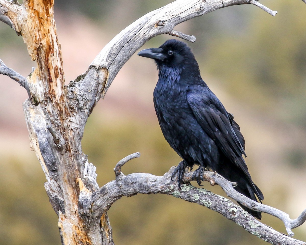 Common Raven - Teresa Connell