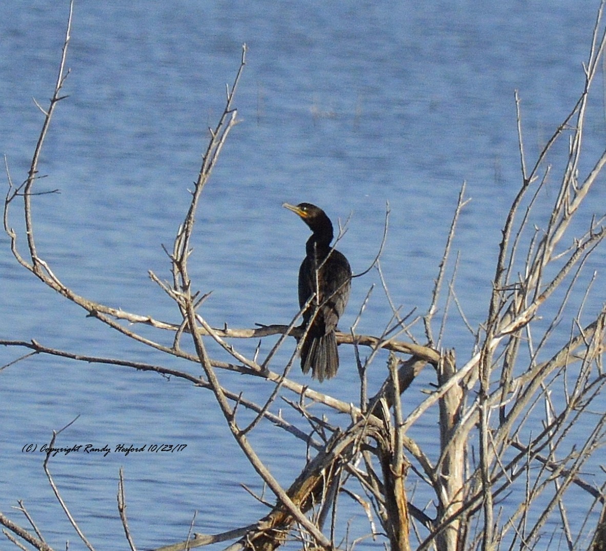 Neotropic Cormorant - ML131880471