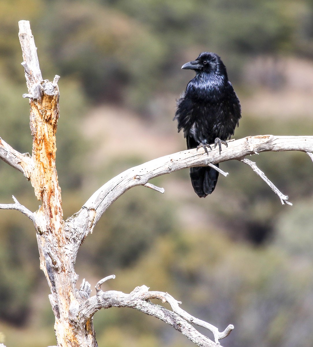 Common Raven - ML131880481