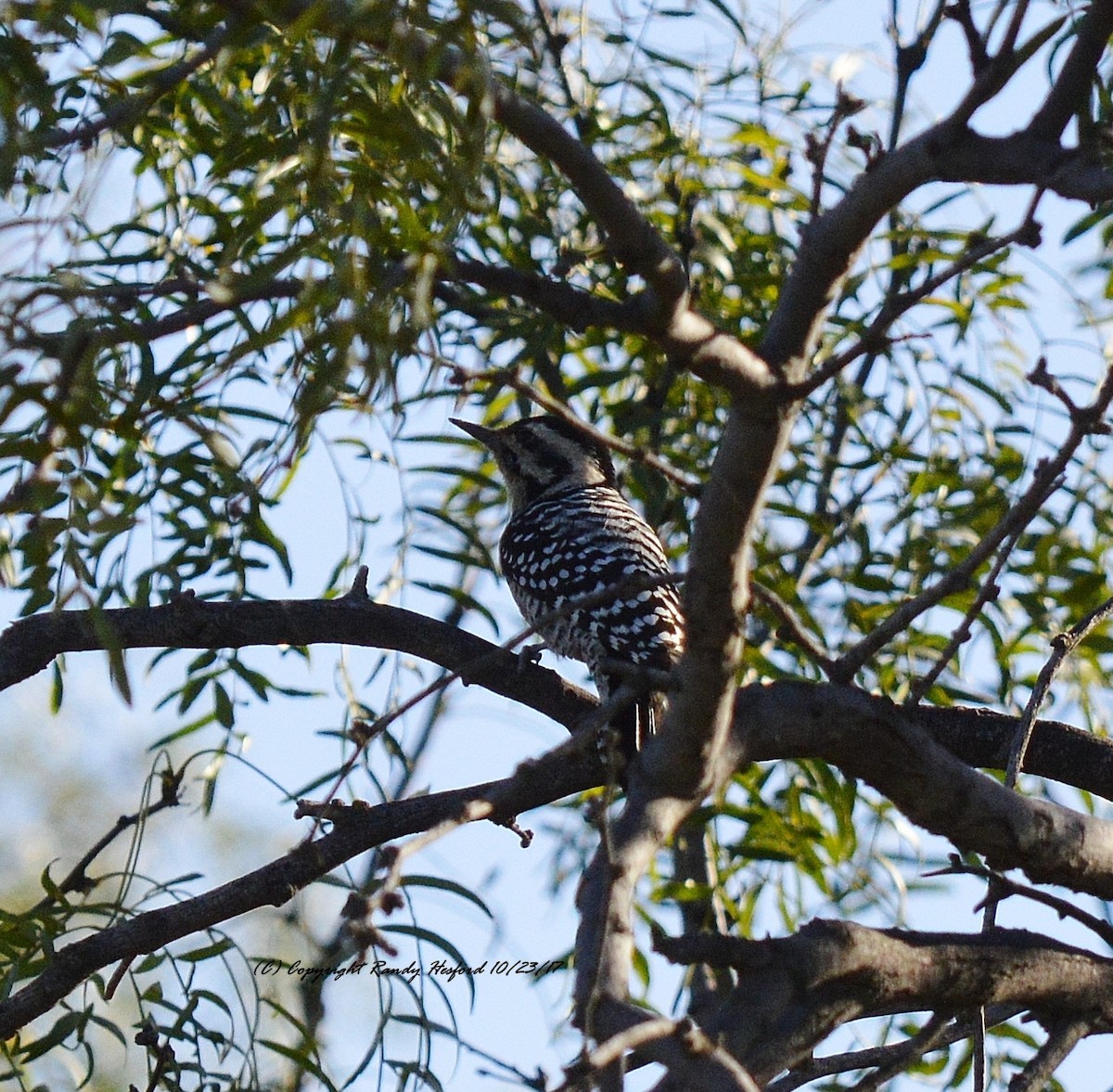 Ladder-backed Woodpecker - ML131880511