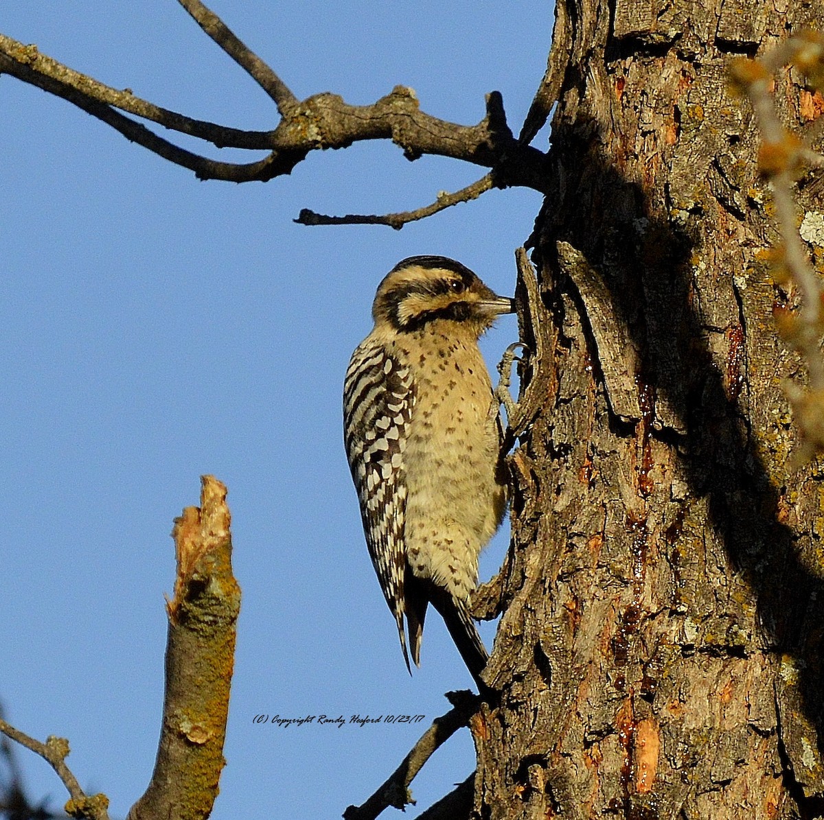 Ladder-backed Woodpecker - ML131880521