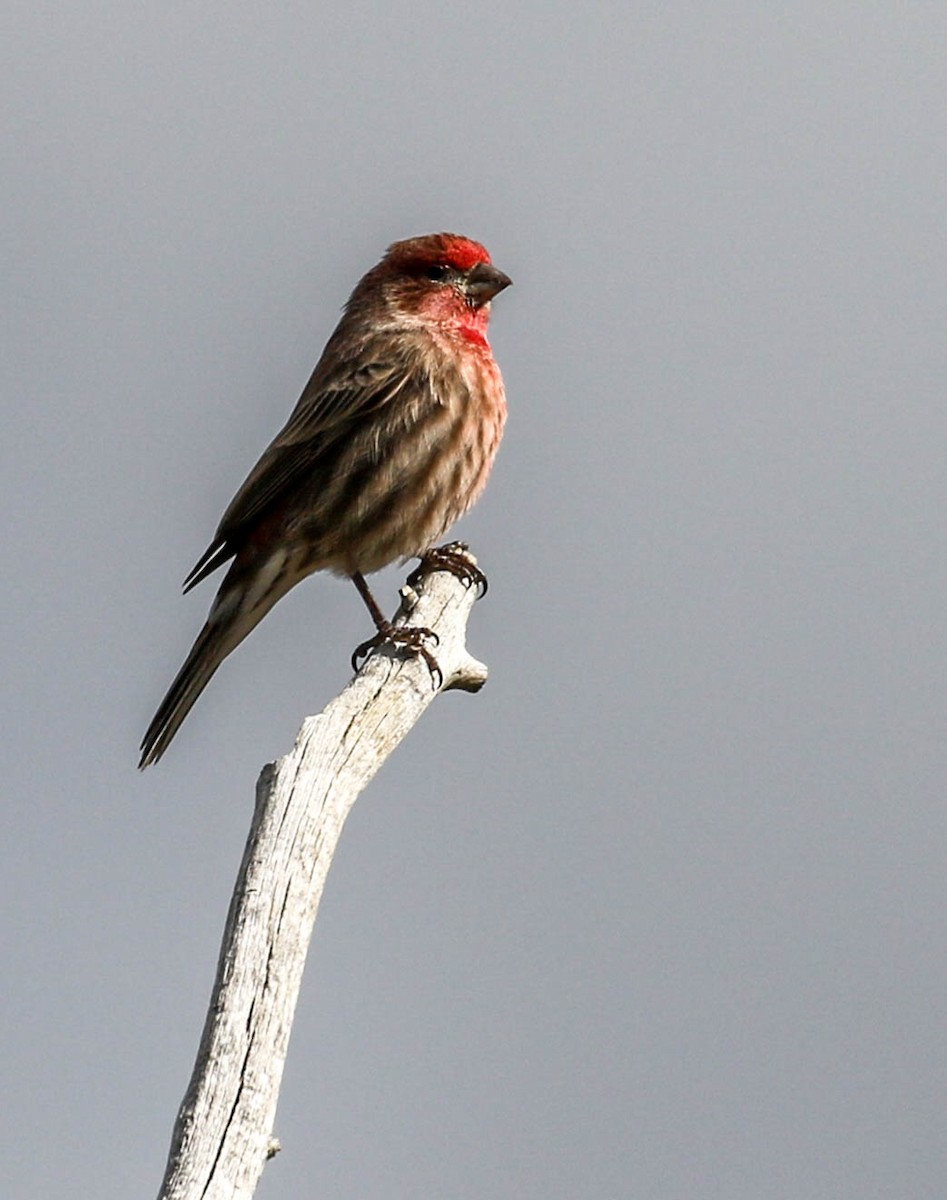 House Finch - Teresa Connell