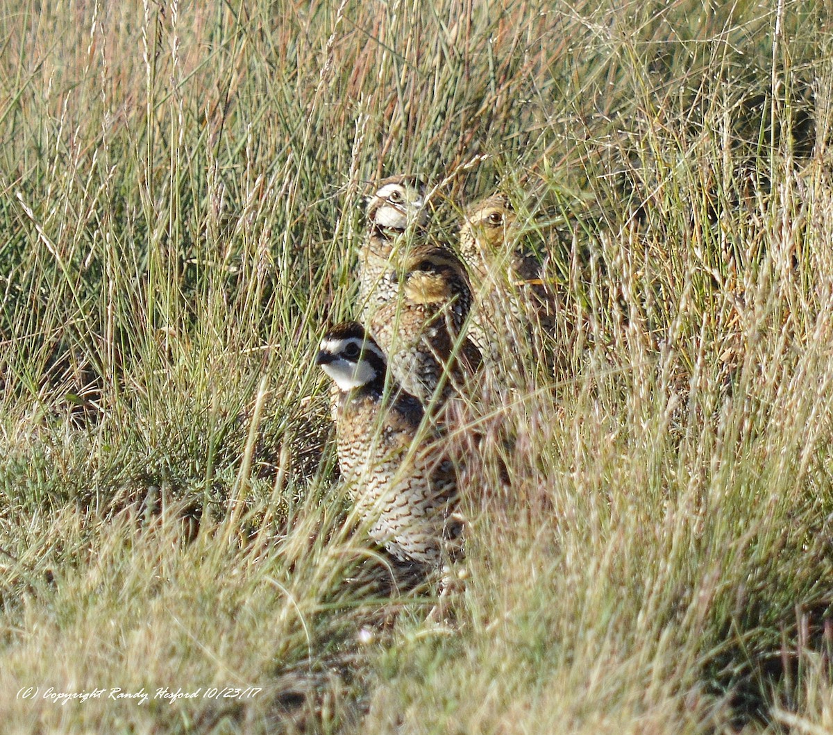 Northern Bobwhite - ML131880661