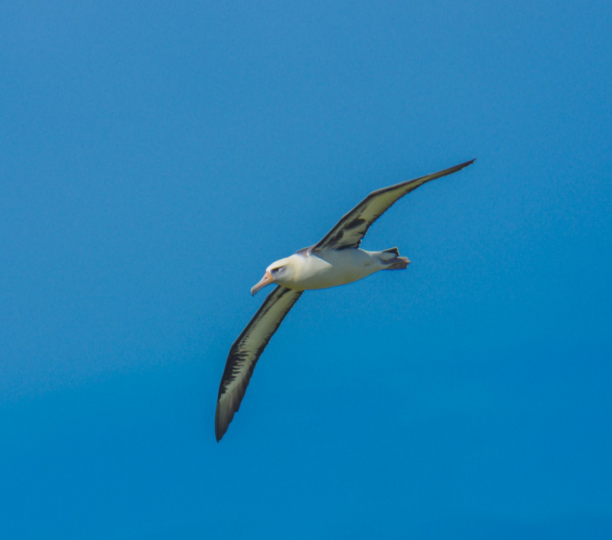 Laysan Albatrosu - ML131880691