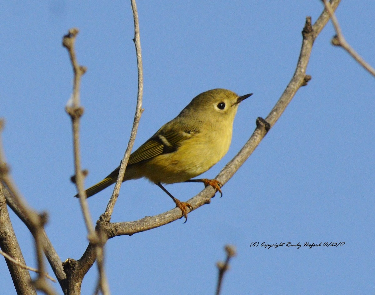 Ruby-crowned Kinglet - Randy Hesford