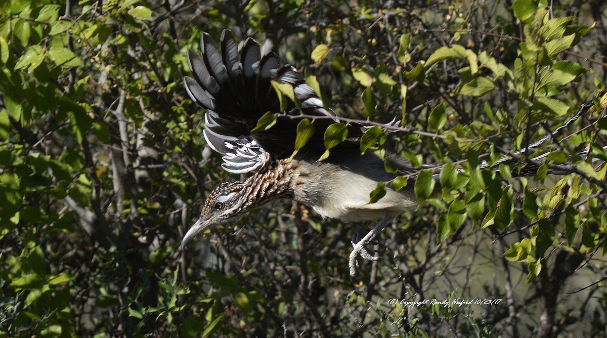 Greater Roadrunner - ML131880801