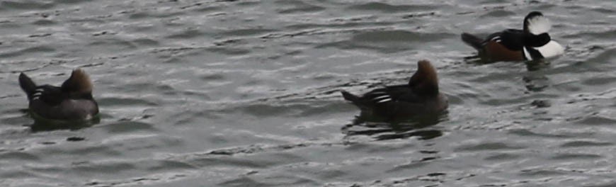 Hooded Merganser - ML131881221