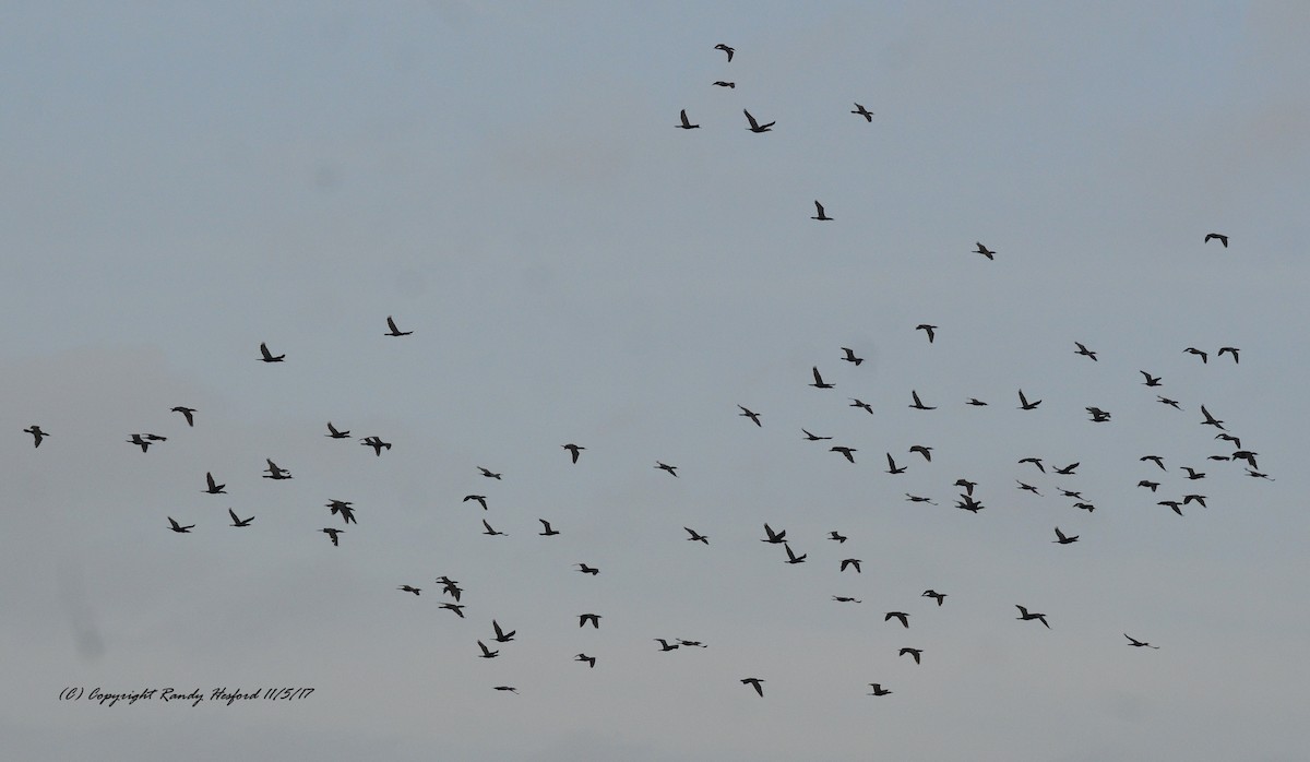 Cormorán Biguá - ML131881861