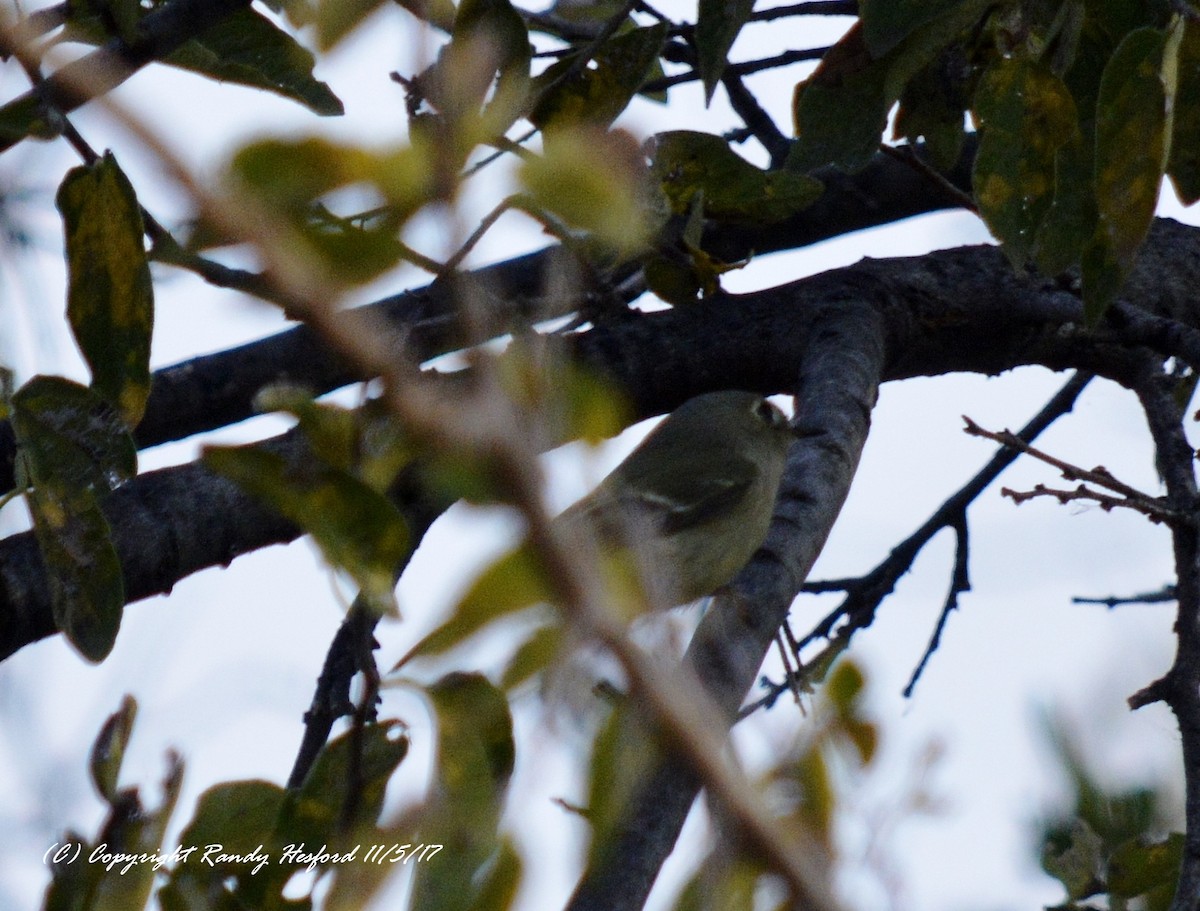 Ruby-crowned Kinglet - Randy Hesford