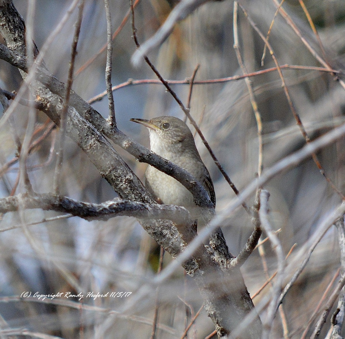 House Wren - Randy Hesford