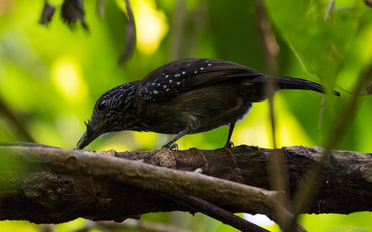 Black-hooded Antshrike - ML131882321