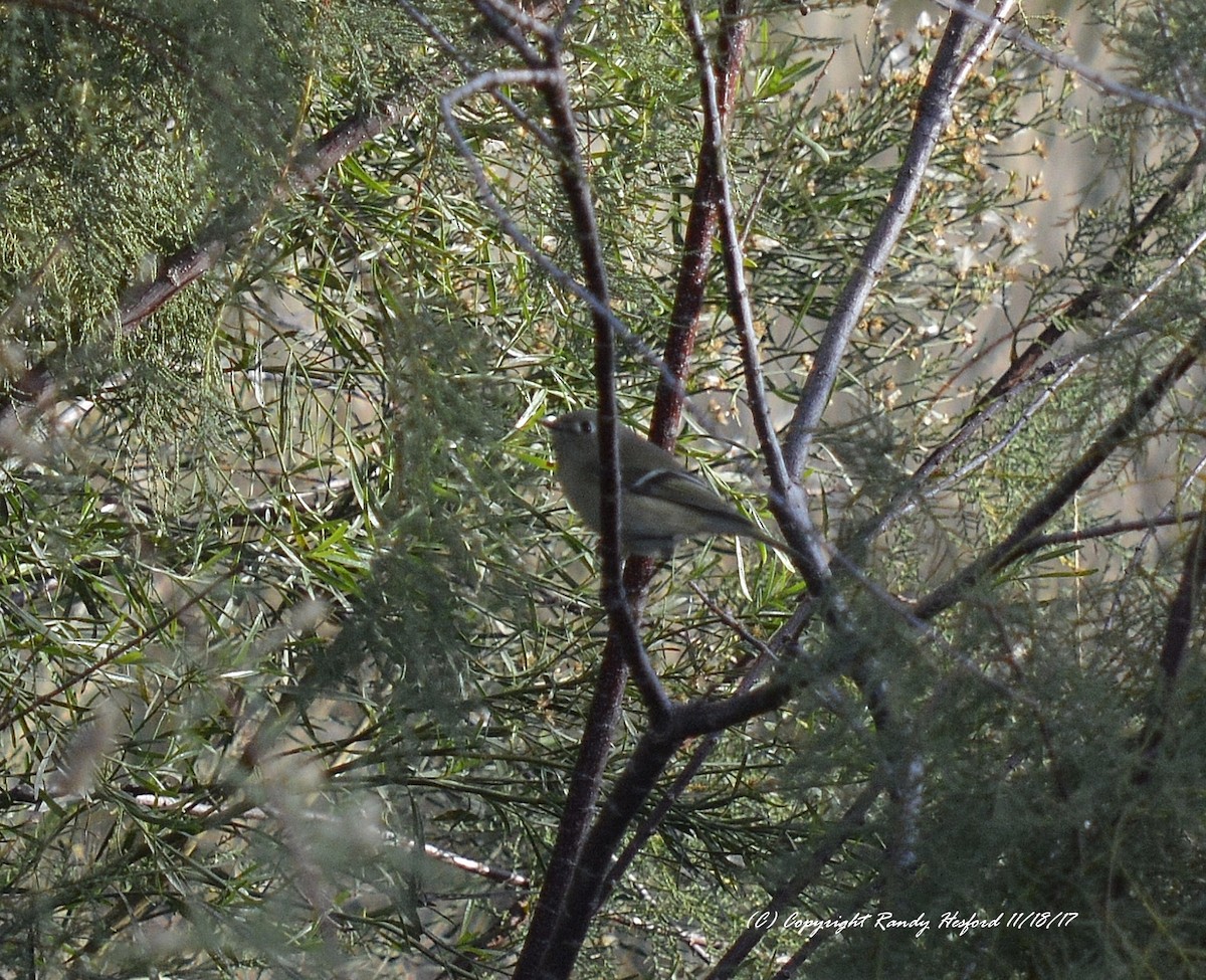 Ruby-crowned Kinglet - Randy Hesford