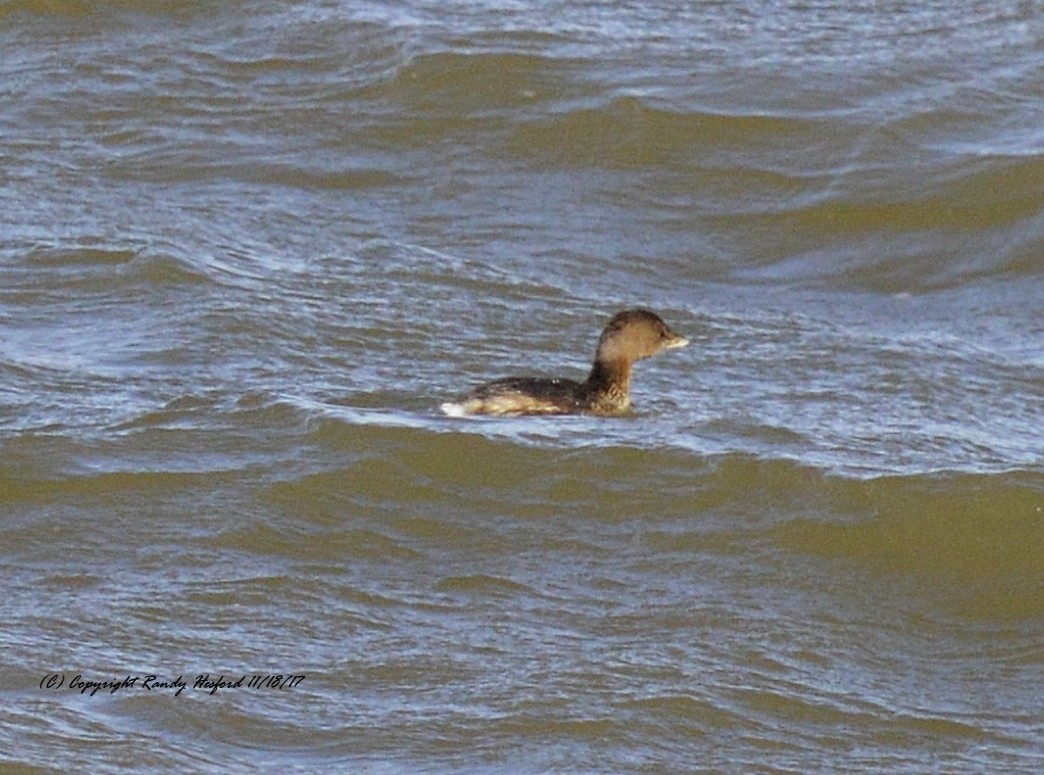 Pied-billed Grebe - Randy Hesford