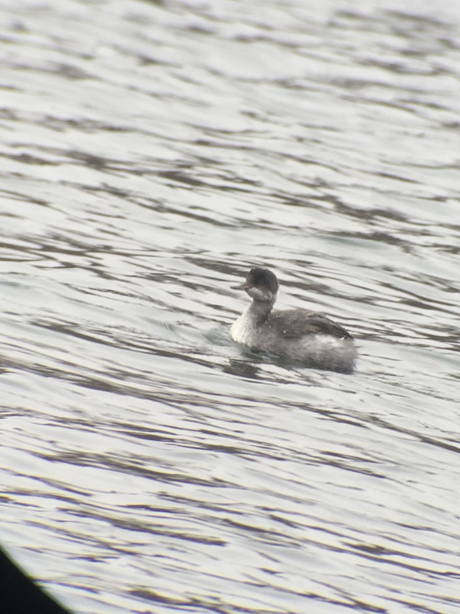 Eared Grebe - ML131887441