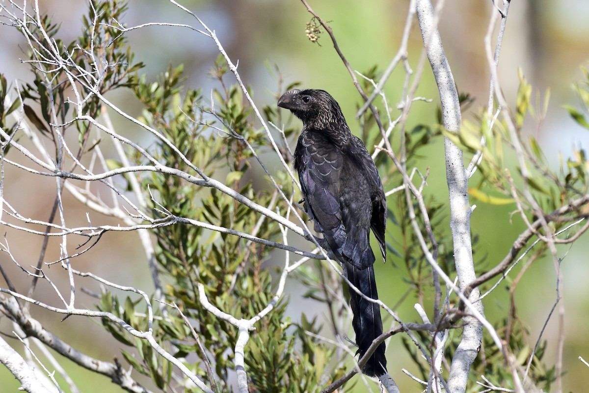 Smooth-billed Ani - ML131887681