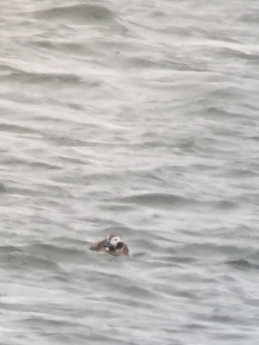 Long-tailed Duck - Mary Nemecek