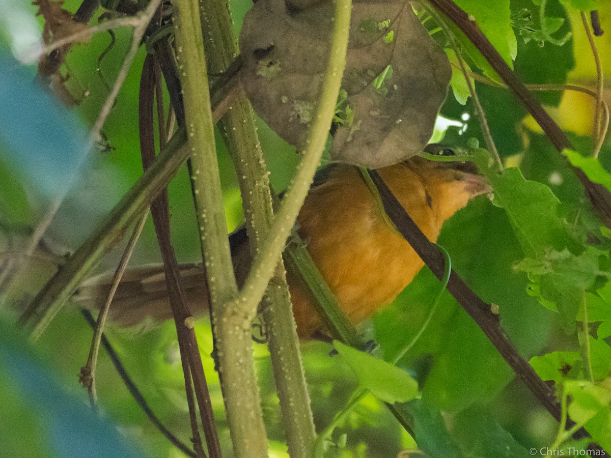 Ochre-bellied Flycatcher - ML131887931