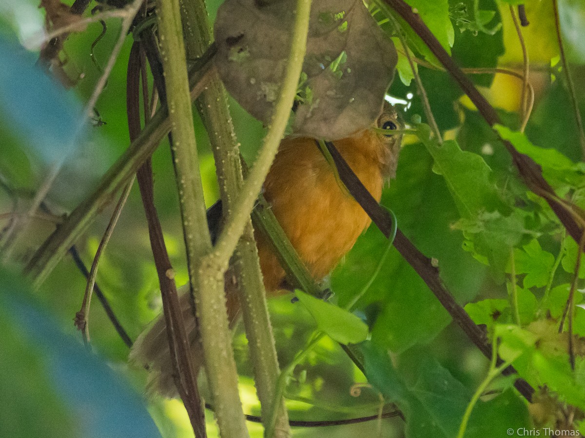 Ochre-bellied Flycatcher - ML131887961