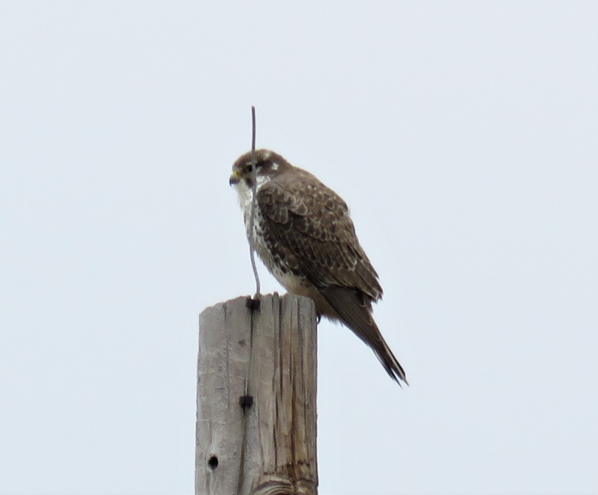 Prairie Falcon - ML131887991