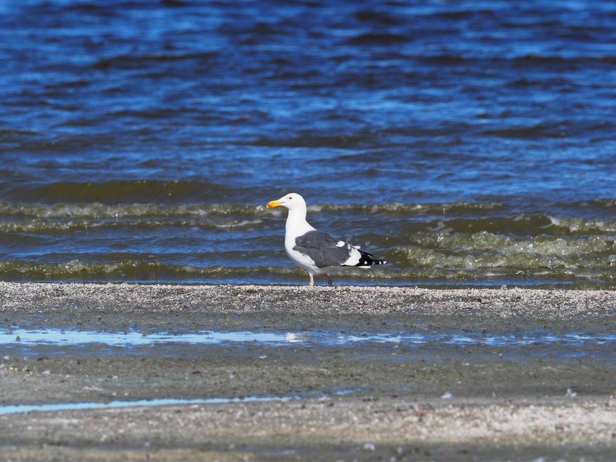 Western Gull - ML131889901