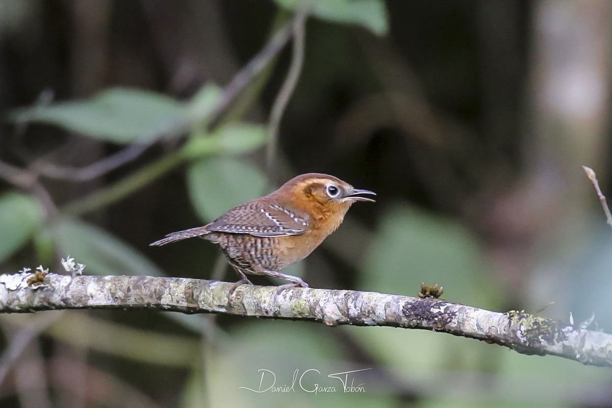 Rufous-browed Wren - Daniel Garza Tobón