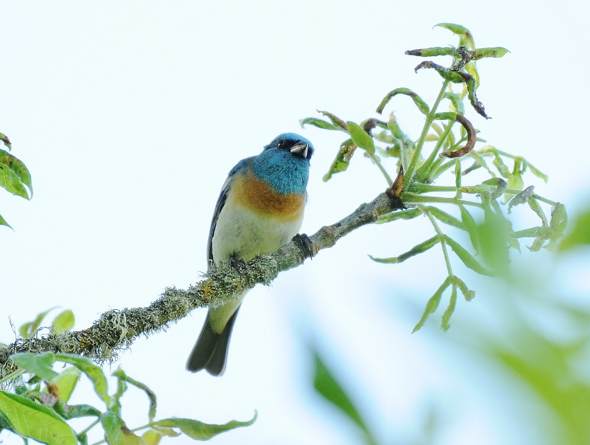 Lazuli Bunting - ML131891131