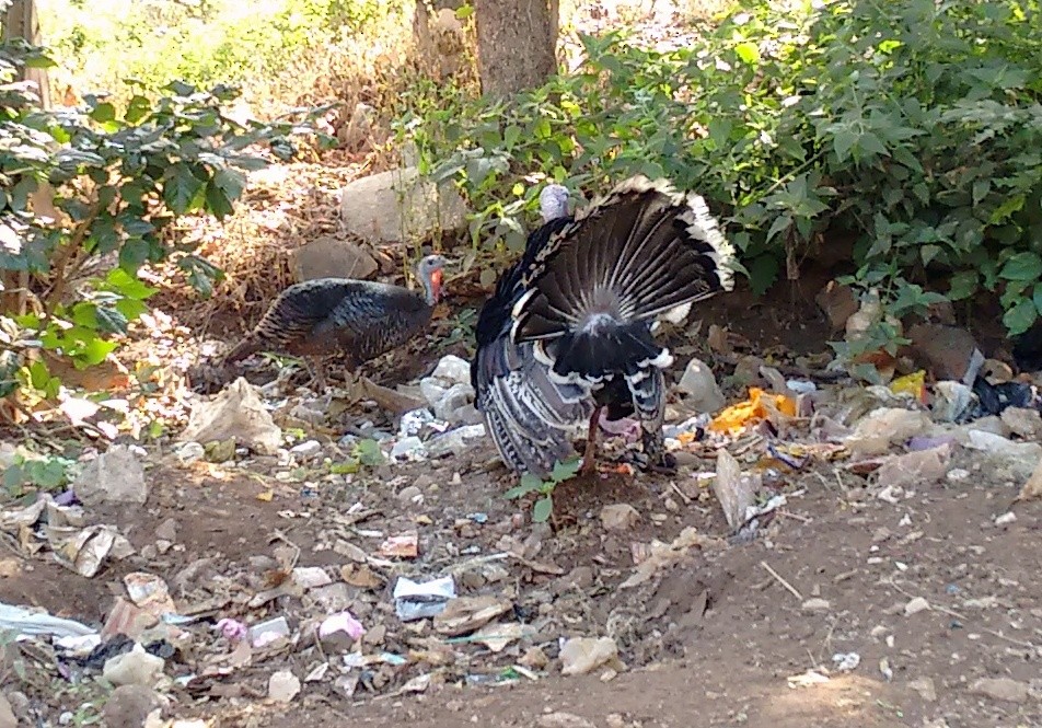 Wild Turkey (Domestic type) - Swati Kittur