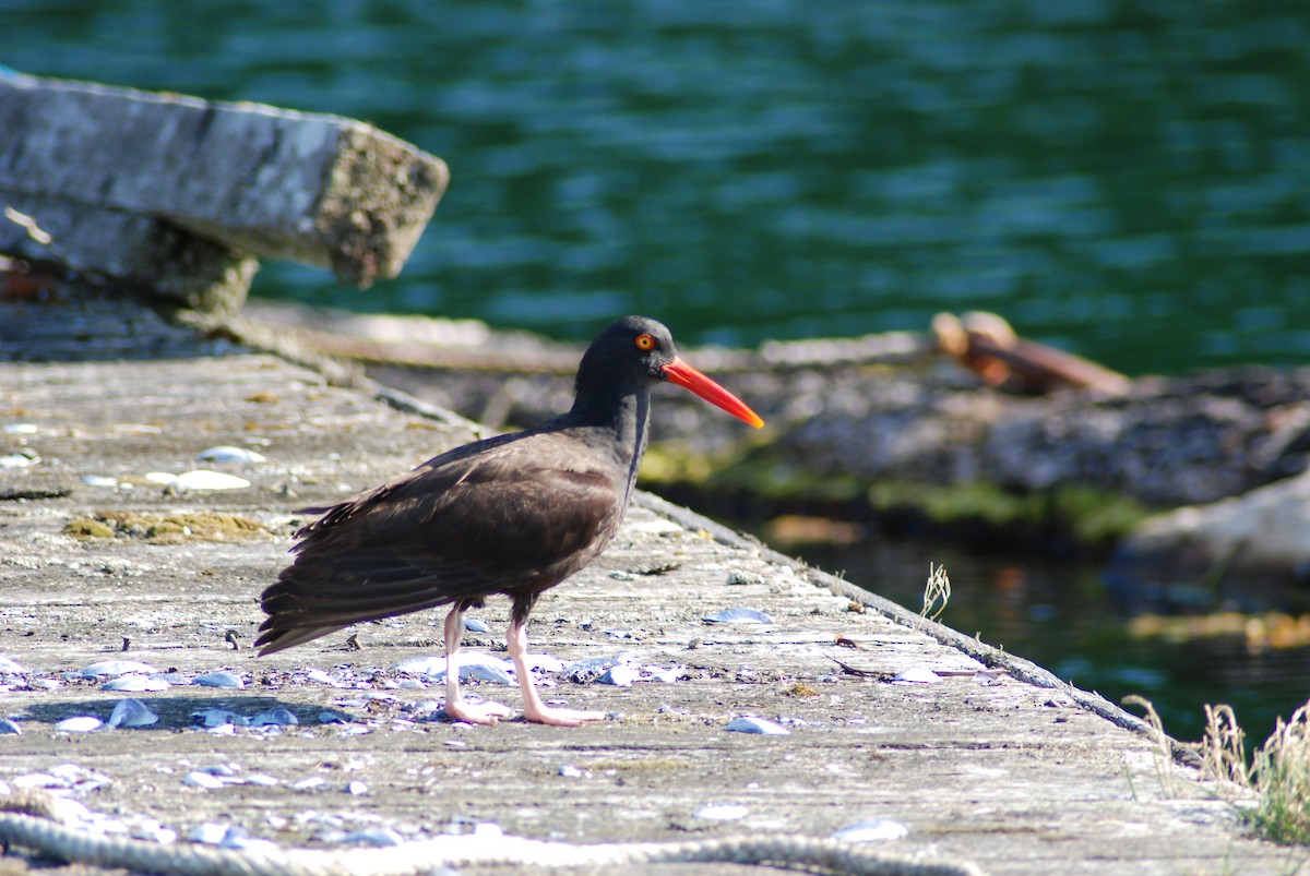 Black Oystercatcher - ML131892061
