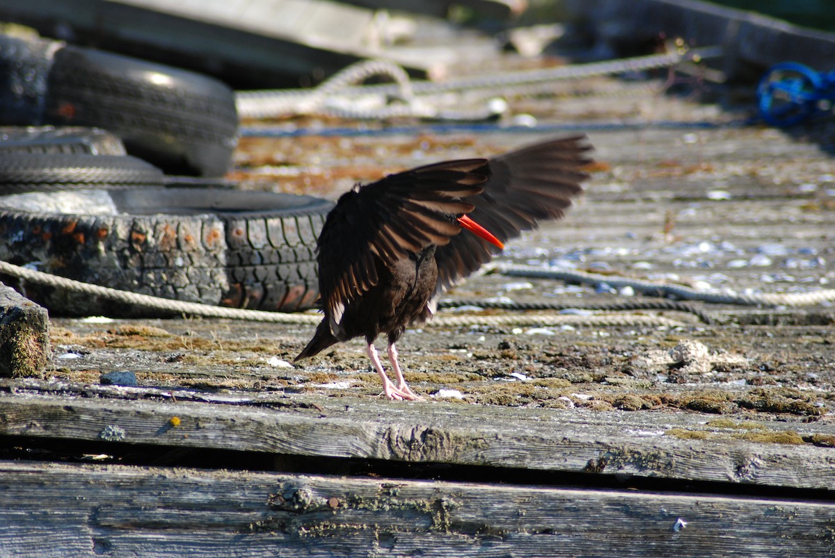 Black Oystercatcher - ML131892071
