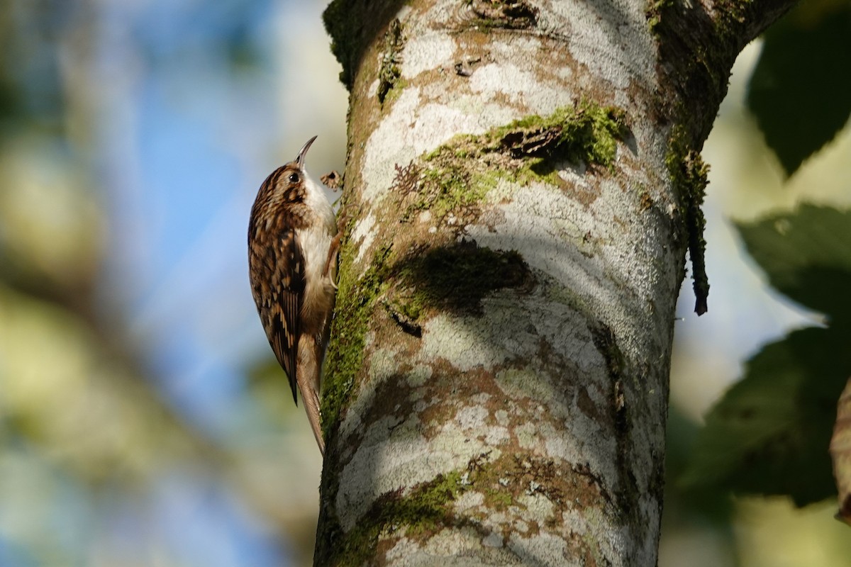 Eurasian Treecreeper - ML131893381