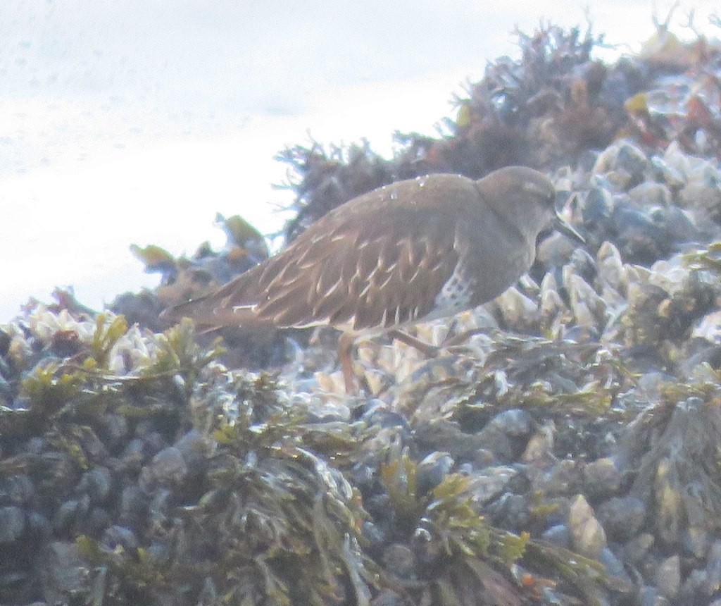 Black Turnstone - ML131894431