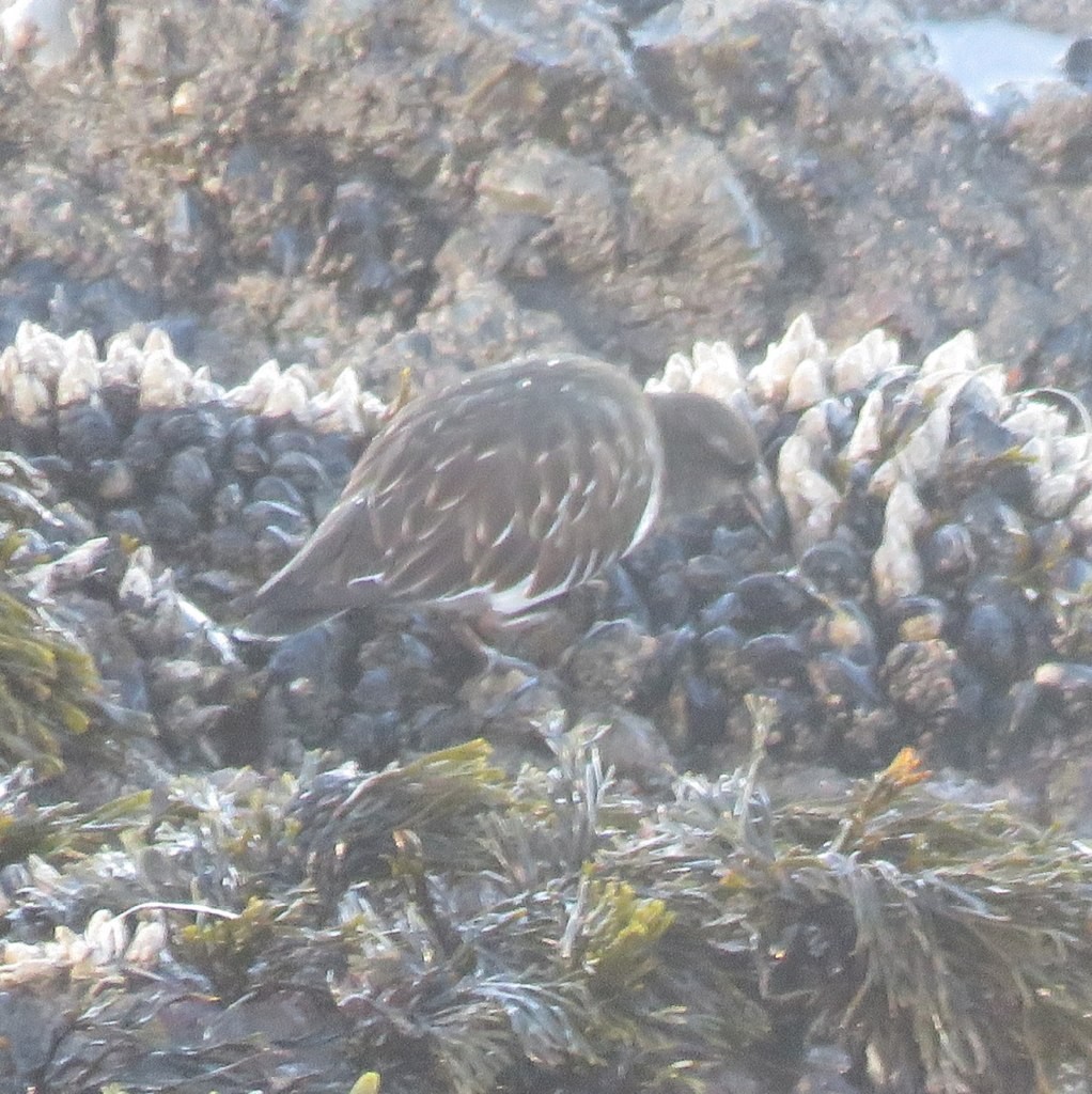 Black Turnstone - ML131894441