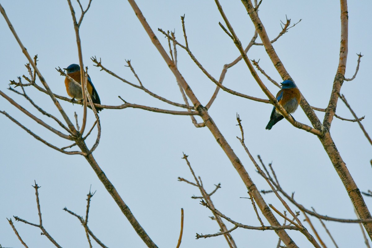Western Bluebird - ML131895501