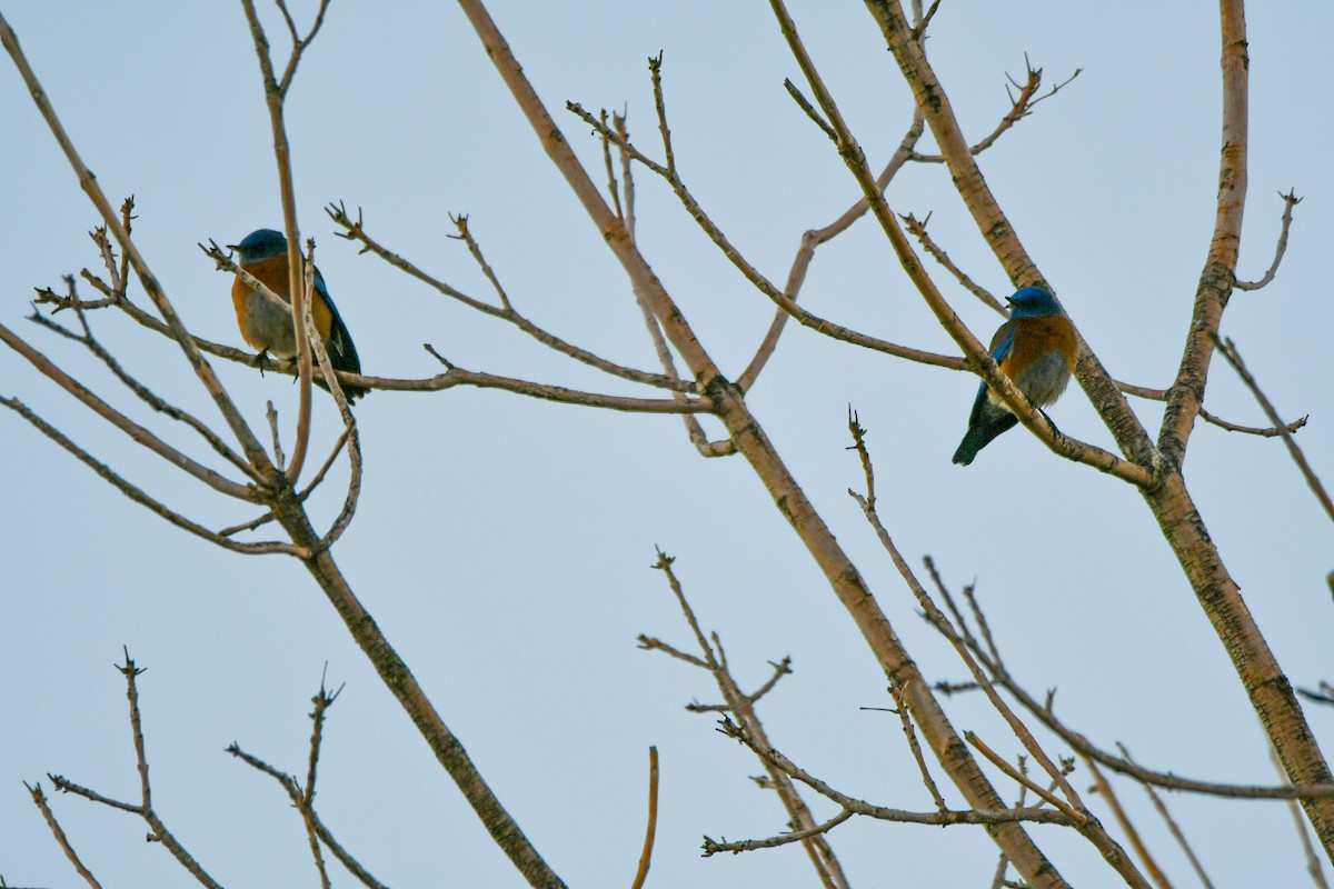 Western Bluebird - ML131895501