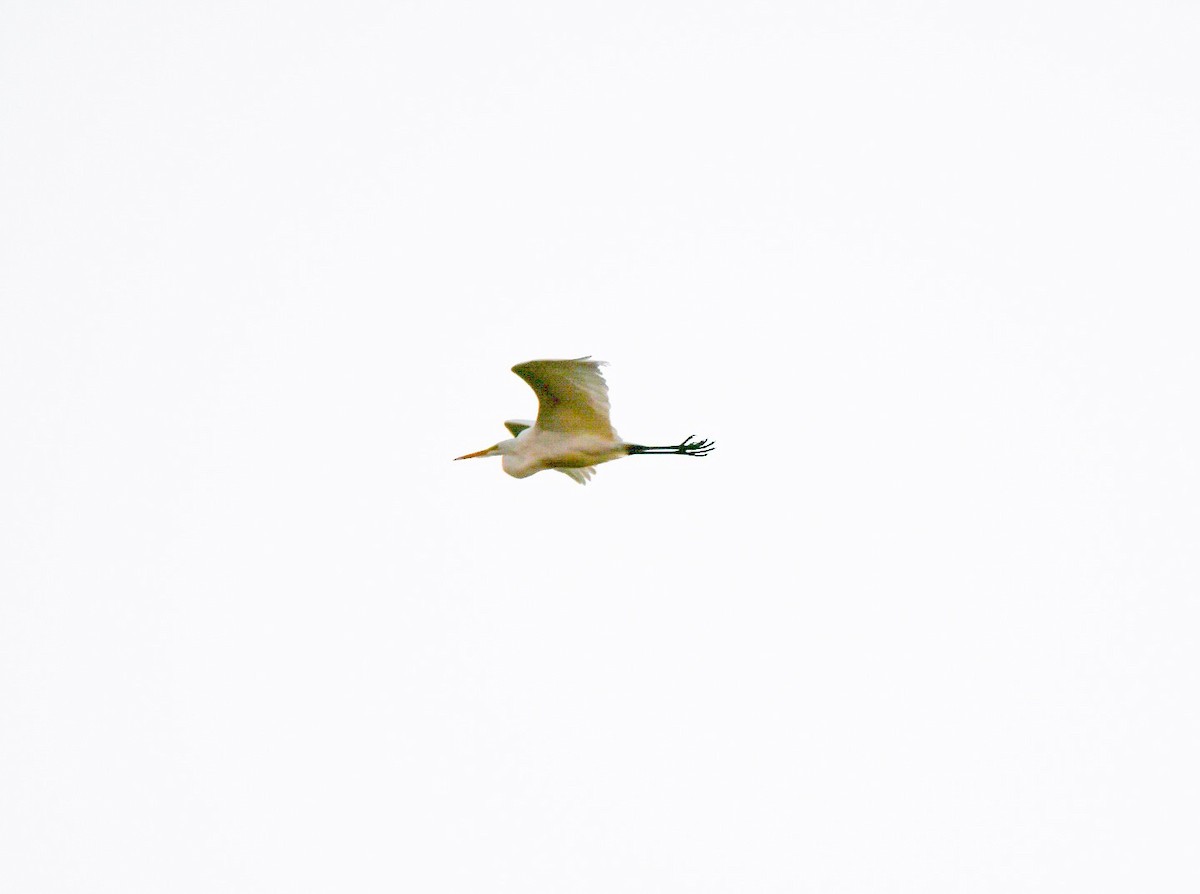 Great Egret - Layton Pace