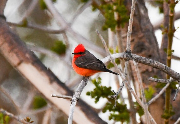 Vermilion Flycatcher - ML131895871